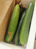 山東壽光水果黃瓜生吃脆新鮮荷蘭青瓜當季無(wú)刺小黃瓜源頭直發(fā) 精品水果黃瓜 2斤 曬單實(shí)拍圖