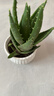 蘆薈盆栽室內臥室凈化空氣耐旱花卉綠植辦公室桌面好養庫拉索植物 大號精選蘆薈【白細紋陶瓷盆】+送肥料 曬單實(shí)拍圖