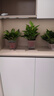 雙盟綠蘿盆栽除甲醛花卉綠植辦公室新房?jì)艋諝?10方白10盆源頭直發(fā) 曬單實(shí)拍圖