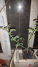 月季花苗四季開(kāi)花大花濃香型灌木月季苗庭院陽(yáng)臺盆栽地栽玫瑰花苗 瑞典女王【大花濃香，多季節開(kāi)花】 扦插小苗15-25cm高 1棵 曬單實(shí)拍圖