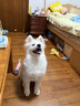 MAG【警犬基地認證】狗狗鯊魚(yú)軟骨素養護版120g 寵物鈣片犬用關(guān)節生 曬單實(shí)拍圖