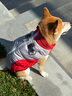 超可耐狗狗衣服大型犬金毛邊牧杜賓冬季保暖加厚防風(fēng)2025可牽引拼色棉衣 紅色 2XL碼（建議15-20斤） 曬單實(shí)拍圖