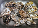鮮京采 鮮活生蠔4XL 凈重5斤 10-13只 生鮮海鮮 中秋聚餐 源頭直發(fā) 曬單實拍圖
