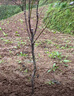 姬緣希嫁接梨樹(shù)苗皇冠梨果樹(shù)苗南北方種植庭院地栽秋月梨樹(shù)果苗當年結果 秋月梨 6年苗【結果多多】 曬單實(shí)拍圖