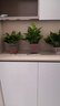 雙盟綠蘿盆栽除甲醛花卉綠植辦公室新房?jì)艋諝?10方白10盆源頭直發(fā) 曬單實(shí)拍圖