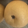 京地達山東秋月梨凈重8斤單果400g+新鮮水果脆甜梨子大果源頭直發(fā)包郵 曬單實拍圖