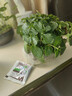 盆栽可食用新鮮薄荷葉盆栽清涼茶可做冷飲的香草室內好養植物 大盆薄荷+橫紋盆 含盆 曬單實(shí)拍圖