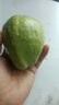 京鮮生白心芭樂凈重4.5斤單果150g+ 番石榴 脆果 新鮮水果源頭直發(fā)包郵 曬單實拍圖