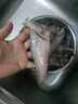 森農樂(lè )豆腐魚(yú)舟山特產(chǎn)龍頭魚(yú)鮮活冷凍海鮮水產(chǎn)九肚魚(yú)生鮮海魚(yú)水潺3斤裝 凈重1500g【鮮肥嫩滑】 曬單實(shí)拍圖
