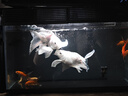 AMTRA TECHNIK德國安彩壁掛過濾器ex650魚缸過濾器烏龜?shù)退粌羲o音 EX650 標(biāo)準(zhǔn)版【內(nèi)含濾材】 曬單實拍圖