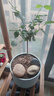獨桿筆尖茉莉花苗盆栽室內植物白茉莉 獨桿筆尖茉莉3年苗 不含盆 曬單實(shí)拍圖