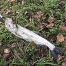 SHIMANO日本進(jìn)口沉水線(xiàn)線(xiàn)釣魚(yú)線(xiàn)線(xiàn)主線(xiàn)線(xiàn)子線(xiàn)線(xiàn)子主通用線(xiàn)線(xiàn)超柔軟強拉力 超柔軟沉水線(xiàn) 線(xiàn)120米【子主通用】 0.4號 曬單實(shí)拍圖