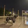 MIKI PAD狗狗雨衣分體式中大型犬全包四腳防水雨披狗衣服寵物沖鋒衣邊牧 雨披+防臟褲【全身防護】 5XL（胸圍64-72 建議35-45斤） 曬單實(shí)拍圖