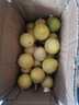 果益壽廣西欽蜜9號黃金百香果 黃金果新鮮水果白香果整箱 超值30枚裝【單果30g以下】 曬單實(shí)拍圖