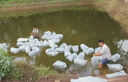 四川小甲魚(yú)鮮活10斤大苗養殖冷水魚(yú)耐寒鱉團魚(yú)王八烏龜甲魚(yú)苗批發(fā) 5-10g甲魚(yú)苗 2只 曬單實(shí)拍圖