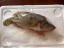 品鮮肴淡水魚(yú)生態(tài)桂魚(yú)鱖魚(yú)鰲花魚(yú)桂花季花魚(yú)自然捕獲鮮活現殺生鮮水產(chǎn) 凈膛后 250-300g（1條）小號桂魚(yú) 曬單實(shí)拍圖