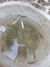 正宗鱸魚(yú)苗批發(fā)魚(yú)苗活體淡水養殖加州鱸魚(yú)苗10公分特大號兇猛大口黑鱸淡水魚(yú)苗 鱸魚(yú)苗6-8cm 30條（送10%左右） 曬單實(shí)拍圖