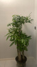 植男植女發(fā)財樹(shù)步步高盆栽客廳室內大型綠色植物辦公室喬遷開(kāi)業(yè)源頭直發(fā) 曬單實(shí)拍圖