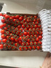 京鮮生串收櫻桃番茄散串禮盒1.5kg 現(xiàn)摘現(xiàn)發(fā)西紅柿 中秋節(jié)禮品 源頭直發(fā) 曬單實(shí)拍圖