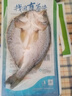 仙泉湖三去白蕉海鱸魚(yú)1斤/條凈膛冷凍刺少肉厚珠海特產(chǎn)500g生鮮食材 曬單實(shí)拍圖