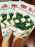 梔子花種子春秋播種易活開(kāi)花植物盆栽室內室外花籽花種籽花卉種子 梔子花種子 3包約300粒 曬單實(shí)拍圖
