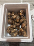 土地母親計(jì)劃 雅江松茸菌未開傘新鮮松茸鮮菌菇冷鏈空運(yùn)現(xiàn)貨快至24H達(dá)團(tuán)購送禮 出口級未開傘 5-5.8cm 凈重500g 曬單實(shí)拍圖