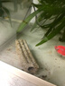 寵翰細菌屋濾材水族底濾石英納米硝化細菌屋陶瓷環(huán)魚(yú)缸凈水過(guò)濾材料 曬單實(shí)拍圖
