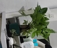 發(fā)財樹(shù)盆栽花卉綠植物室內客廳清新空氣好養活招財中式金錢(qián)樹(shù)盆景 A級三桿發(fā)財樹(shù)(旭日東升陶瓷盆)送肥料 曬單實(shí)拍圖
