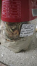漁欣仙小魚(yú)小蝦干貨250g 小魚(yú)蝦干魚(yú)仔蝦仁農家自制自曬水產(chǎn)湖南特產(chǎn) 曬單實(shí)拍圖