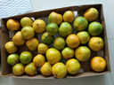 綠養道【順豐快遞】云南蒙自枇杷果2斤凈重 新鮮水果 曬單實(shí)拍圖