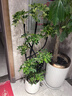 大型盆栽各種植物發(fā)財樹(shù)金錢(qián)樹(shù)綠蘿慶典喬遷盆景綠植辦公室內客廳 造型鴨腳木1.2-1.4米【聚寶盆】 含盆 曬單實(shí)拍圖