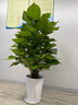 愛(ài)優(yōu)尚大葉綠蘿柱盆栽客廳大型綠植辦公室內除甲醛凈化空氣綠籮源頭直發(fā) 曬單實(shí)拍圖