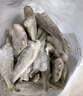 蝦有蝦途去頭小黃花魚(yú)鮮活冷凍小黃魚(yú)海捕魚(yú)海魚(yú)整箱批發(fā)價(jià)4斤凈重 【去頭】深海小黃魚(yú) 4斤去頭小黃魚(yú) 曬單實(shí)拍圖