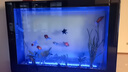 瘋狂石頭魚(yú)缸活性硝化細菌 魚(yú)池凈化水質(zhì)分解魚(yú)便【硝化細菌600ML裝】 曬單實(shí)拍圖