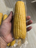 京鮮生 東北黃糯玉米260g*10棒 新鮮甜糯玉米棒真空包裝粘玉米 源頭直發(fā) 曬單實(shí)拍圖