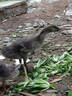 潮汕正宗獅頭鵝苗純種一2斤特大種汕頭澄海獅頭鵝苗活體成年幼苗 買(mǎi)3送1發(fā)4只(每只1斤左右) 曬單實(shí)拍圖