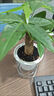 兮月發(fā)財樹(shù)小盆栽花卉辦公室桌面綠植室內客廳陽(yáng)臺盆景四季好養金錢(qián)樹(shù) 三桿發(fā)財樹(shù)【早安吸水盆】 曬單實(shí)拍圖
