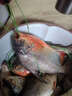 過(guò)江鳳高蛋白水庫野釣鯽鯉魚(yú)餌料四季通用釣魚(yú)餌料包上鉤 1瓶【體驗裝】 曬單實(shí)拍圖
