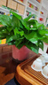 格蒙（GECOMO）小清新蝴蝶結大腸發(fā)圈女蕾絲花邊扎頭發(fā)馬尾發(fā)繩甜美女孩學(xué)生頭繩 曬單實(shí)拍圖