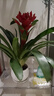 【鴻運當頭】年宵花?鳳梨花盆栽四季開(kāi)花植物室內客廳陽(yáng)臺觀(guān)花 鴻運當頭大紅心+培育原盆+肥料 曬單實(shí)拍圖