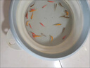 寵小俠純種孔雀魚(yú)觀(guān)賞魚(yú)好養耐活淡水小型魚(yú)熱帶魚(yú)鳳尾熱帶魚(yú)小魚(yú)苗 練手孔雀2-3cm15條（10送5備損） 曬單實(shí)拍圖