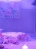 YEE魚(yú)缸過(guò)濾器凈水循環(huán)三合一內置靜音造浪增氧小型潛水循環(huán)水泵 【不適配包退】15W/適合50-62cm魚(yú)缸 曬單實(shí)拍圖