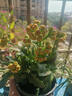 臨雅長(cháng)壽花盆栽四季開(kāi)花苗重瓣花高端名貴花卉綠植大全變色龍源頭直發(fā) 曬單實(shí)拍圖