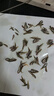優(yōu)質(zhì)鱸魚(yú)苗七星加州鱸魚(yú)苗路亞苗大口黑鱸魚(yú)苗冷水淡水養殖魚(yú)苗湘 優(yōu)質(zhì)鱸魚(yú)苗2-4厘米（偏?。?00條 曬單實(shí)拍圖