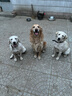 麥富迪 狗糧 藻趣兒通用全價(jià)犬糧小中大型犬泰迪柯基金毛拉布拉多 【熱銷(xiāo)】成犬糧40斤裝 曬單實(shí)拍圖