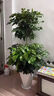幸福樹(shù)客廳大型多層盆栽綠植室內包成活平安發(fā)財樹(shù)盆景吸甲醛好養 雙層幸福樹(shù)1.4-1.6米-原生膠盆 曬單實(shí)拍圖