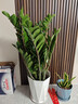 嘆為觀(guān)止大型植物發(fā)財樹(shù)各種大顆盆栽開(kāi)業(yè)喬遷客廳辦公室內好養大型花卉 金錢(qián)樹(shù)【80厘米-1米】 含盆 曬單實(shí)拍圖