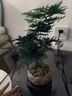 八芽文竹盆栽植物室內(nèi)客廳中式禪意盆景好養(yǎng)綠植辦公室擺件創(chuàng)意花卉 蓮花盆文竹（帶密胺托） 帶盆栽好 曬單實(shí)拍圖