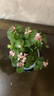開時(shí)果 金枝玉葉盆栽多肉植物盆景 辦公室內(nèi)桌面花卉小綠植源頭直發(fā)包郵 【熱銷款】哥窯淺藍(lán)盆+苔蘚+底托 曬單實(shí)拍圖