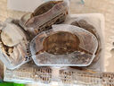 【活蟹】鮮京采 遼寧盤(pán)錦河蟹 全母8只 2.7-3.0兩/只 源頭直發(fā) 曬單實(shí)拍圖